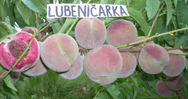 Lubeničatka - breskva