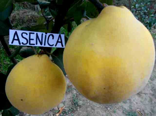 asenica