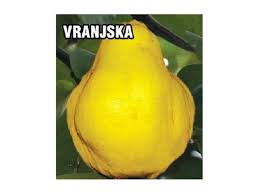 vranjska