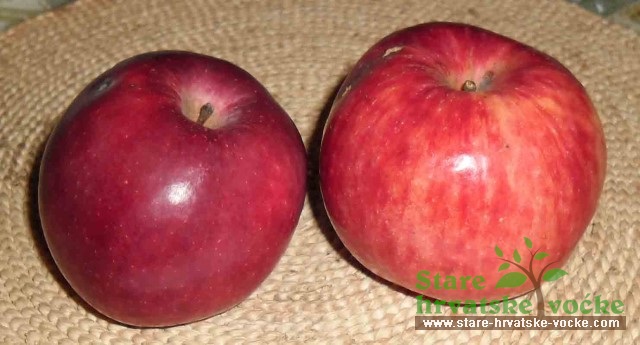 Austrougarska - stara sorta jabuke