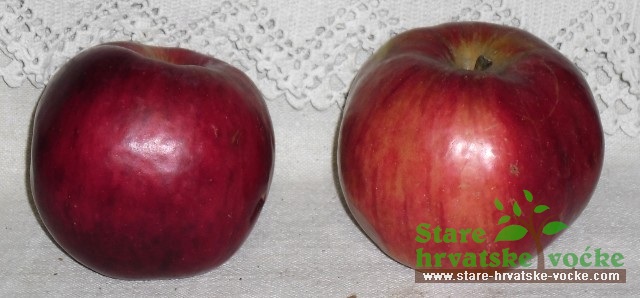 Blagdanka - stare sorte jabuka