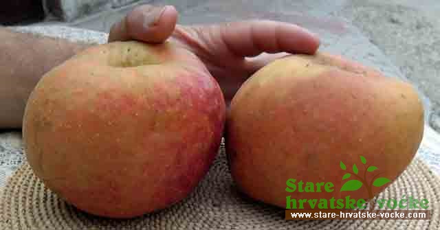 Boskop roter - stara sorta jabuke