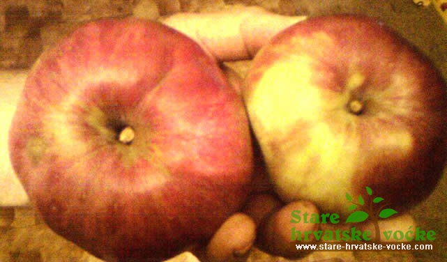 Hrastička - stare sorte jabuka