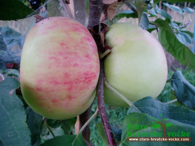 Ilinjača Kučanska - stare sorte jabuka