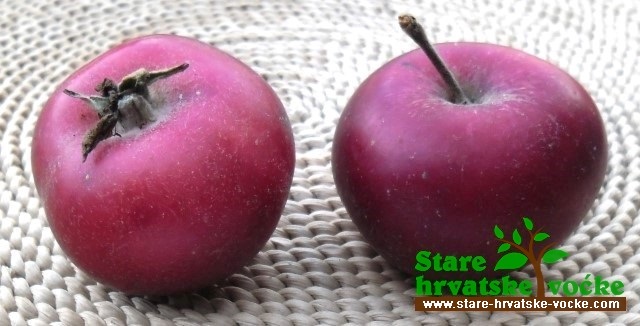 Ivančica - stara sorta jabuke
