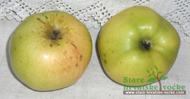 Kamenika - stare sorte jabuka
