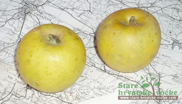 Kanada žuta - stare sorte jabuka