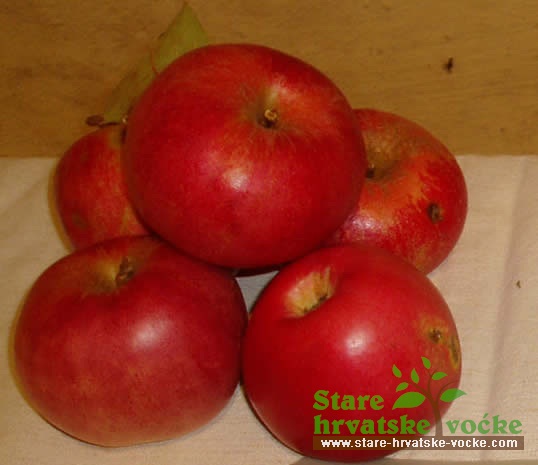 Kraljevčica crvena - stara sorta jabuke