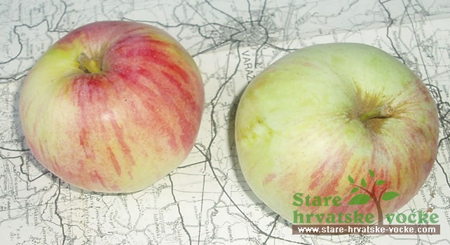 Jabuka Ružica - stare sorte jabuka