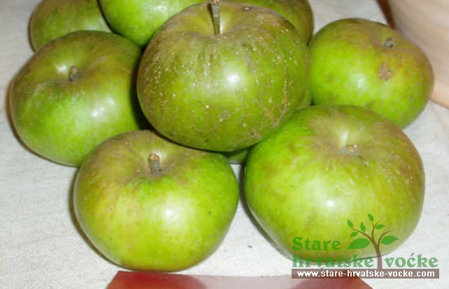 Željeznača - stare sorte jabuka